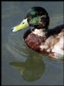 Picture Title - Mallard