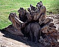 Picture Title - Baby Elephant