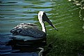 Picture Title - Pelican I