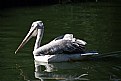 Picture Title - Pelican II