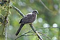 Picture Title - Immature NZ Wood Pidgeon?