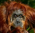 Picture Title - ORANGUTAN