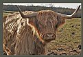 Picture Title - Highland Cow