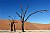 Dead Trees in The Namib Desert