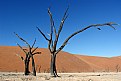 Picture Title - Dead Trees in The Namib Desert