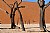 Dead Trees in The Namib Desert 2