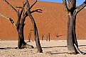 Picture Title - Dead Trees in The Namib Desert 2