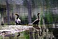 Picture Title - Young Cormorants