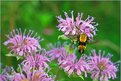 Picture Title - Bumblebee moth