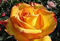 Picture Title - Rose