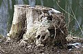Picture Title - Skull-Stump