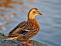 Picture Title - Enjoying The winter Sunshine