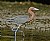 Reddish Egret