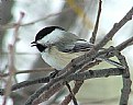 Picture Title - My Little Chickadee