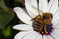 Picture Title - Making Honey