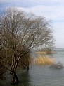 Picture Title - life in the lake