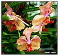 Picture Title - Orchids on a stem