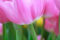 Picture Title - Tulip XIII