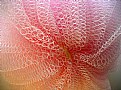 Picture Title - Floral sponge