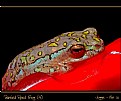 Painted Reed Frog (4)
