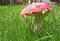 Picture Title - "padestoel" in the backyard