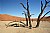 Dead Trees in The Namib Desert 3