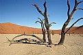 Picture Title - Dead Trees in The Namib Desert 3