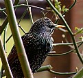 Picture Title - starling