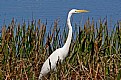 Picture Title - Among The Reeds