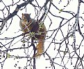 Picture Title - Squirrel in the Flood