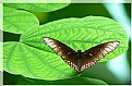 Picture Title - Butterfly on leaf