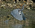 Picture Title - Tricolored Heron