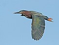 Picture Title - Green-backed Heron