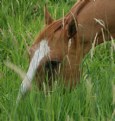 Picture Title - Grazing