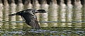 Picture Title - Cormorant in Flight