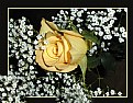 Picture Title - Yellow Rose and Baby's Breath