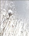 Picture Title - Weeds in Winter2