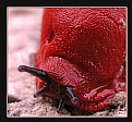 Picture Title - Slug!