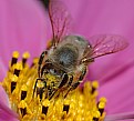 Picture Title - Bee And Pink