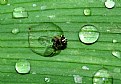 Picture Title - Fly on a leaf