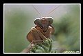 Picture Title - Grass Hopper