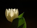 Picture Title - today tulip [2]