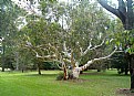 Picture Title - Beautiful Tree