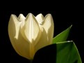 Picture Title - today tulip [4]