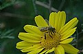 Picture Title - Bee