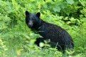 Picture Title - Black Bear, Vancouver Island.
