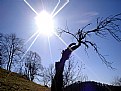Picture Title - sun and tree