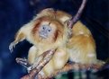 Picture Title - Golden Lion Tamarins