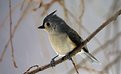 Picture Title - Chilly Titmouse