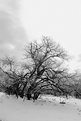 Picture Title - Tree in Snow 1